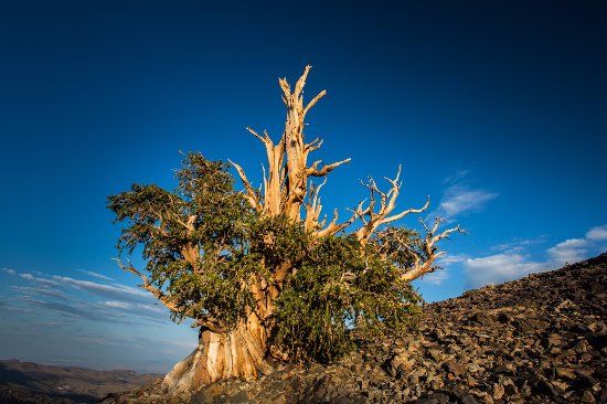 Ancient Bristlecone Pine Forest